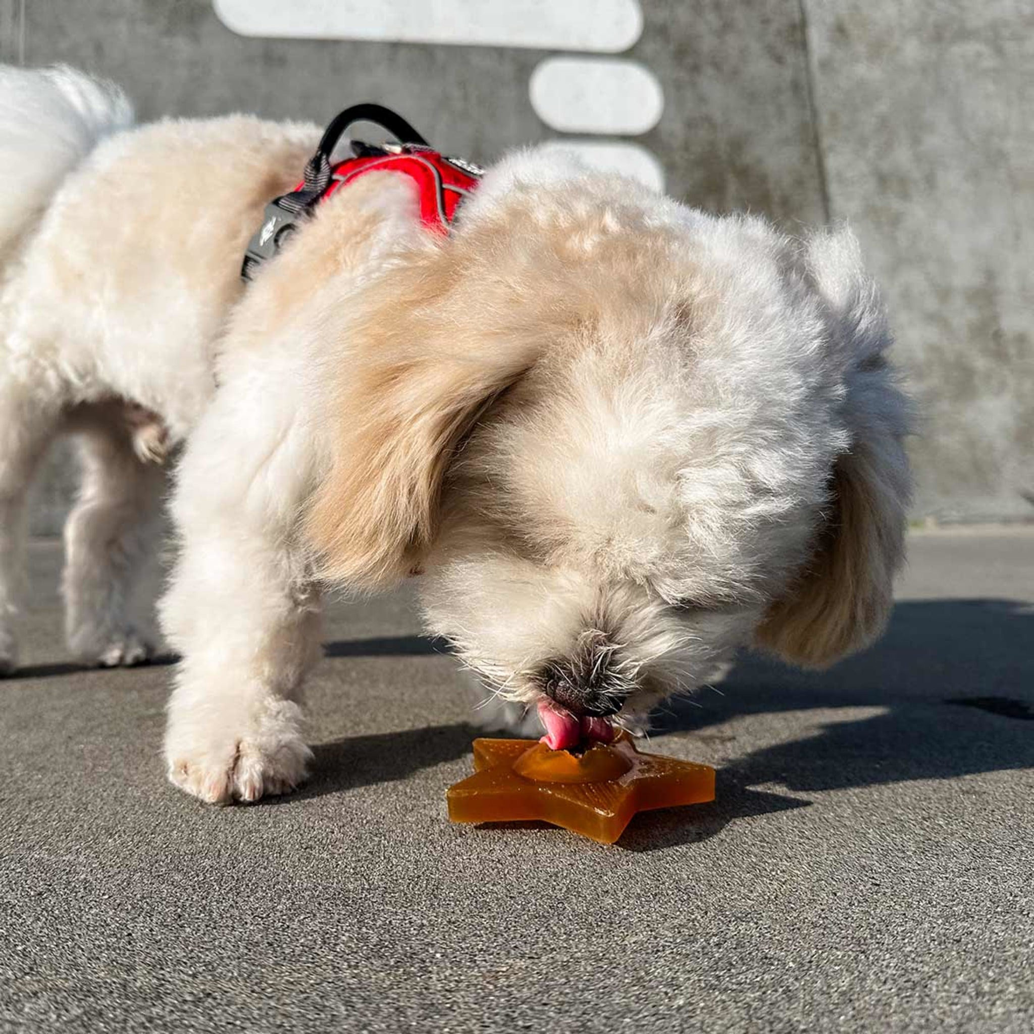 hevea-puppy-starter-pack-3-teiliges-naturkautschuk-spielzeugset image 4