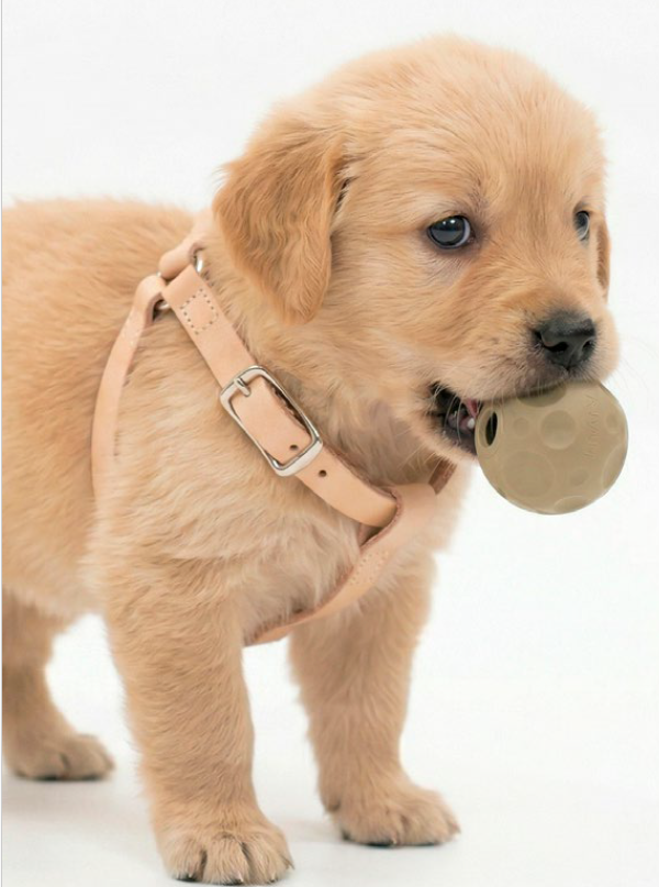 hevea-puppy-starter-pack-3-teiliges-naturkautschuk-spielzeugset image 2