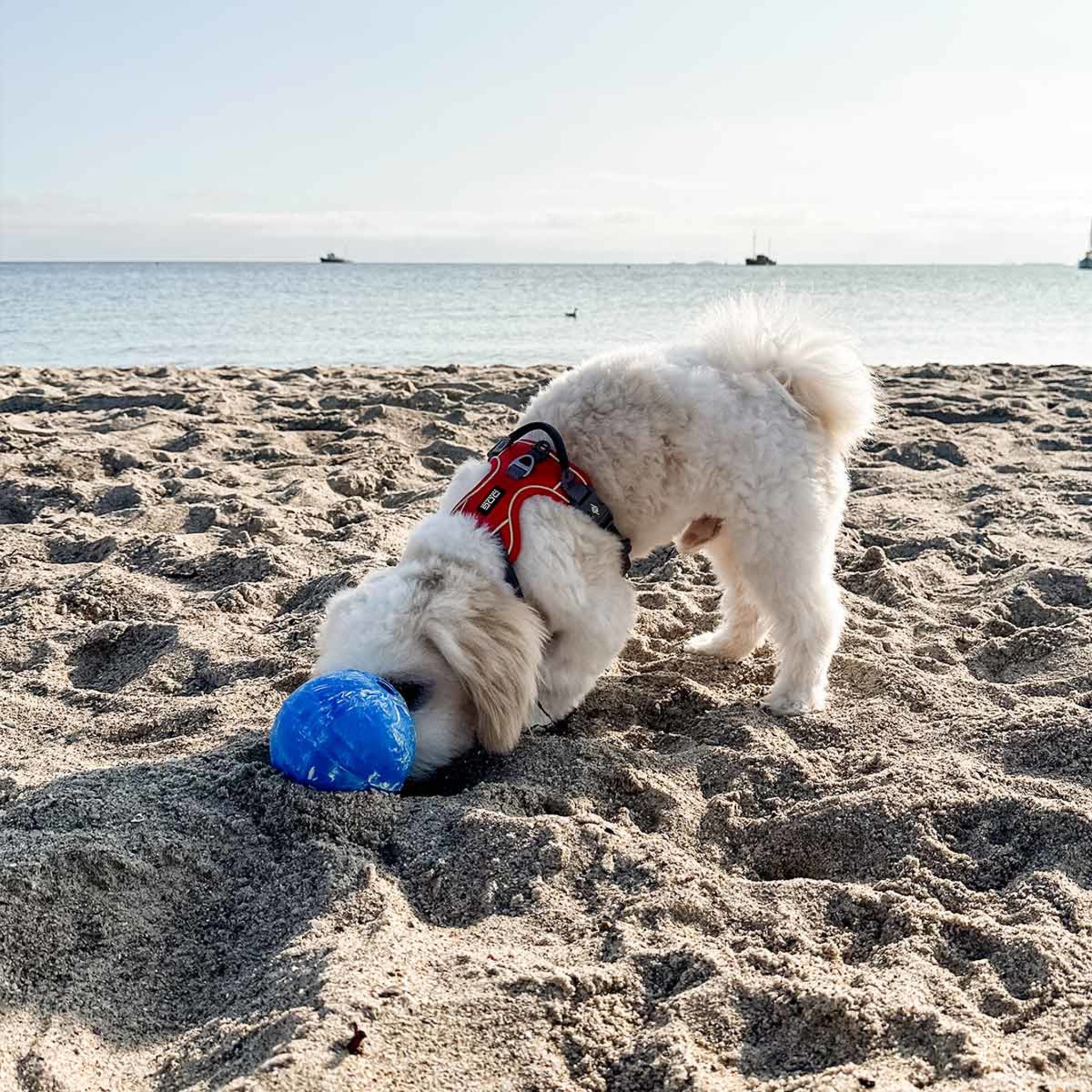 hevea-planet-ball-aktivierungs-apportierspielzeug-f-r-hunde-naturkautschuk image 6