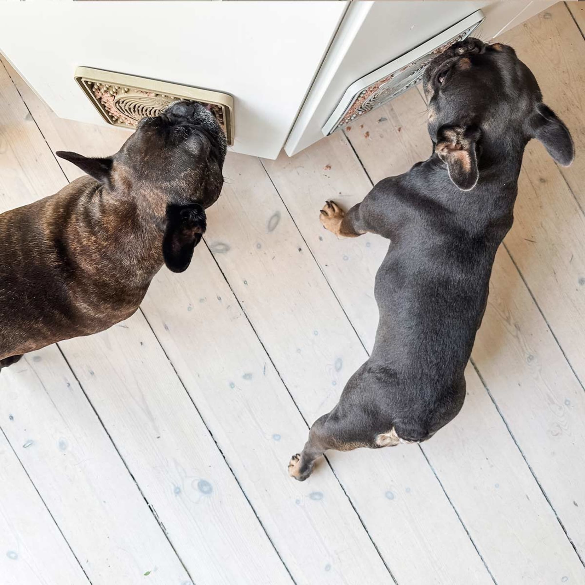 hevea-licking-mat-schleckmatte-f-r-hunde-aus-naturkautschuk image 7