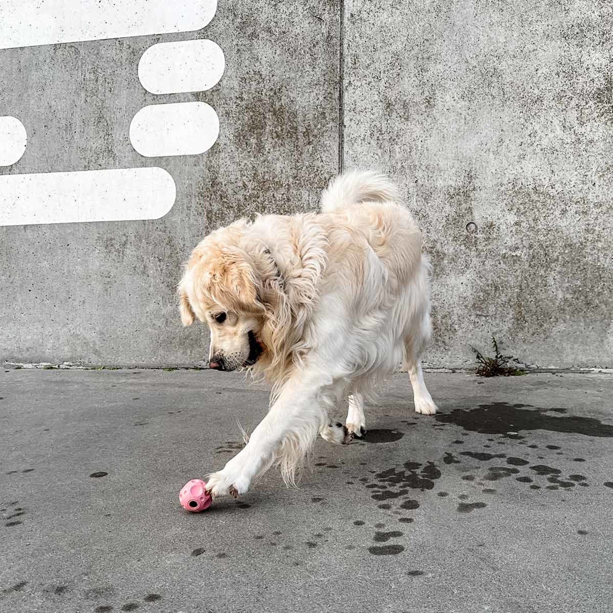 hevea-moon-ball-aktivierungs-und-apportierspielzeug-f-r-hunde image 6
