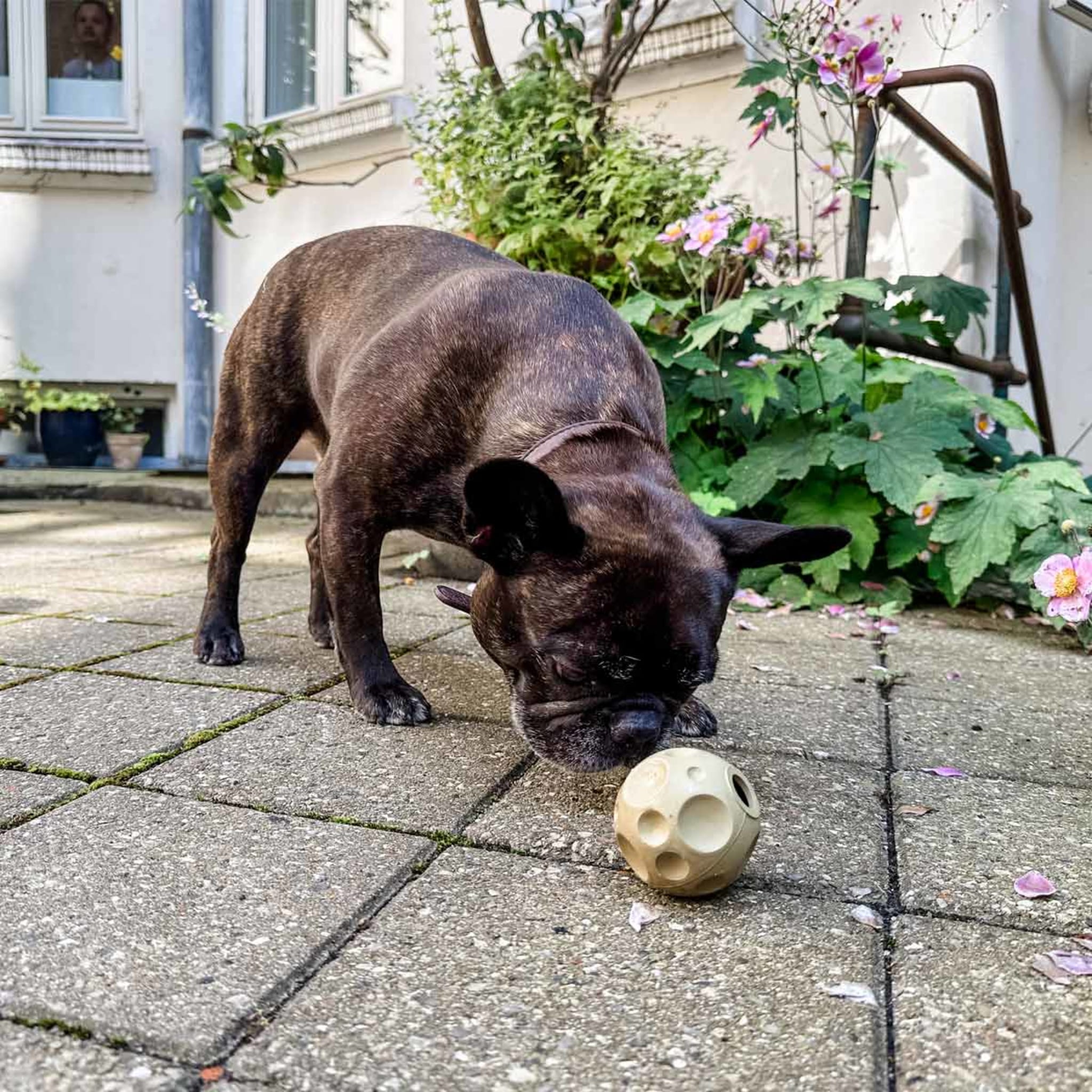 hevea-moon-ball-aktivierungs-und-apportierspielzeug-f-r-hunde image 5