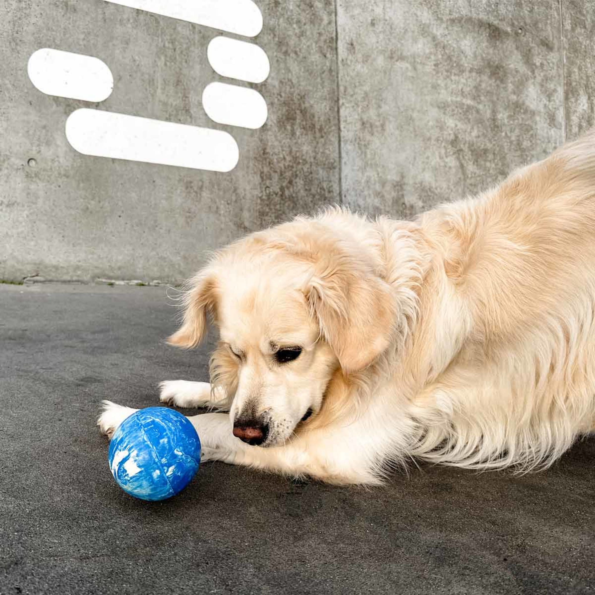 hevea-planet-ball-aktivierungs-apportierspielzeug-f-r-hunde-naturkautschuk image 5