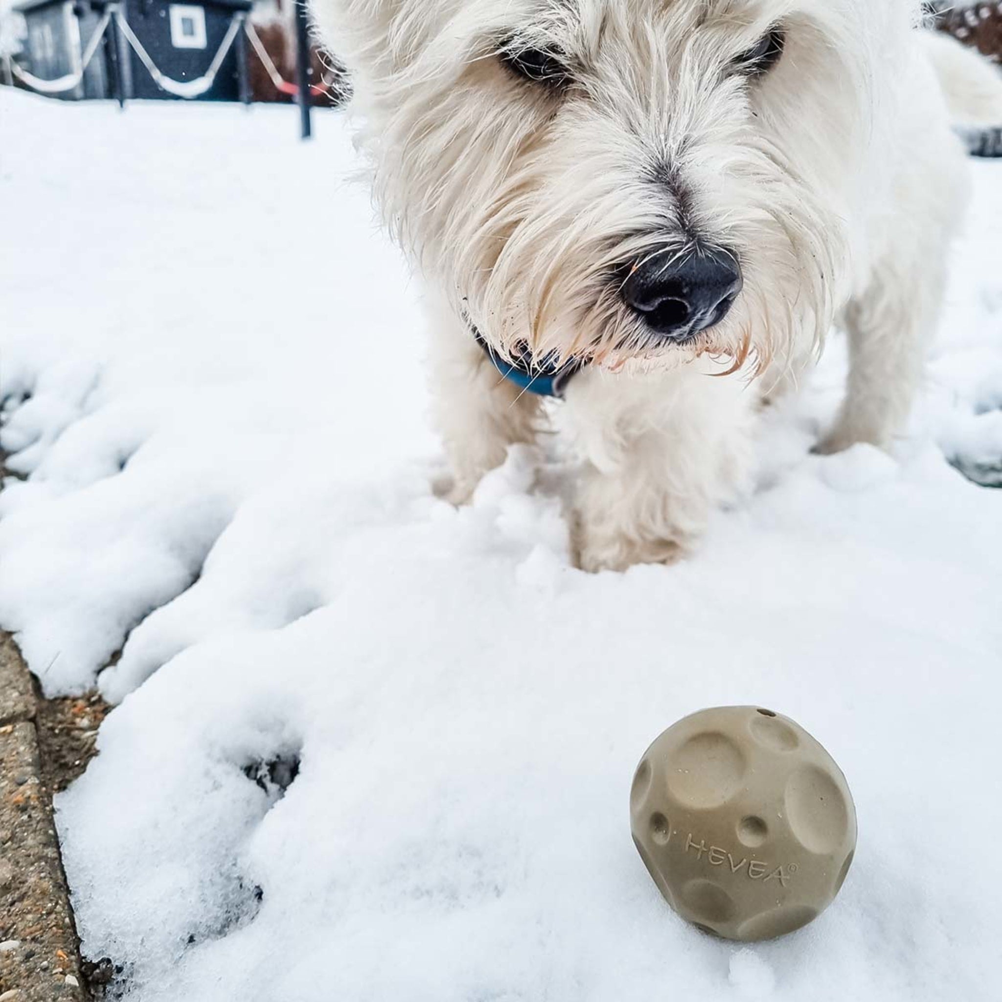 hevea-moon-ball-aktivierungs-und-apportierspielzeug-f-r-hunde image 7